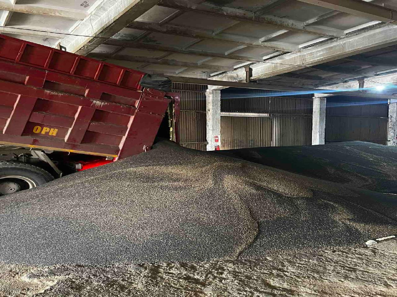 Тосны ургамлын 2100 тонн нөөц бүрдүүлээд байна